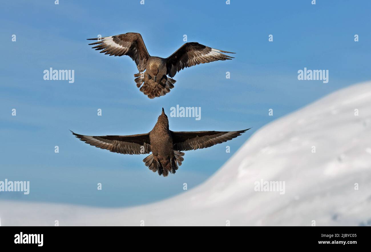 Skuas Antartico (Catharacta maccordmicki) Foto Stock