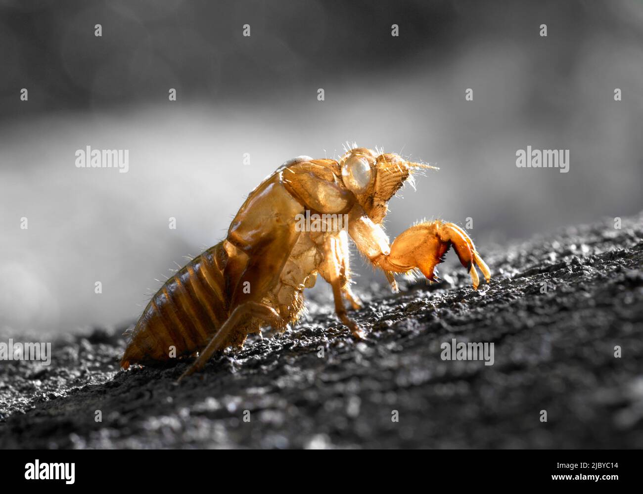 Svuotare Cicada Shell sul tronco dell'albero Foto Stock