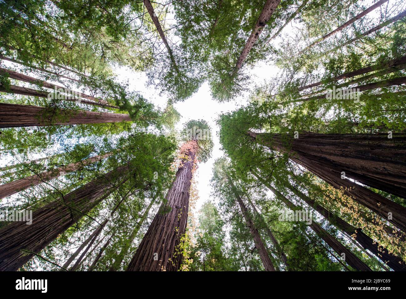 Guardando in su agli alberi grandi Foto Stock