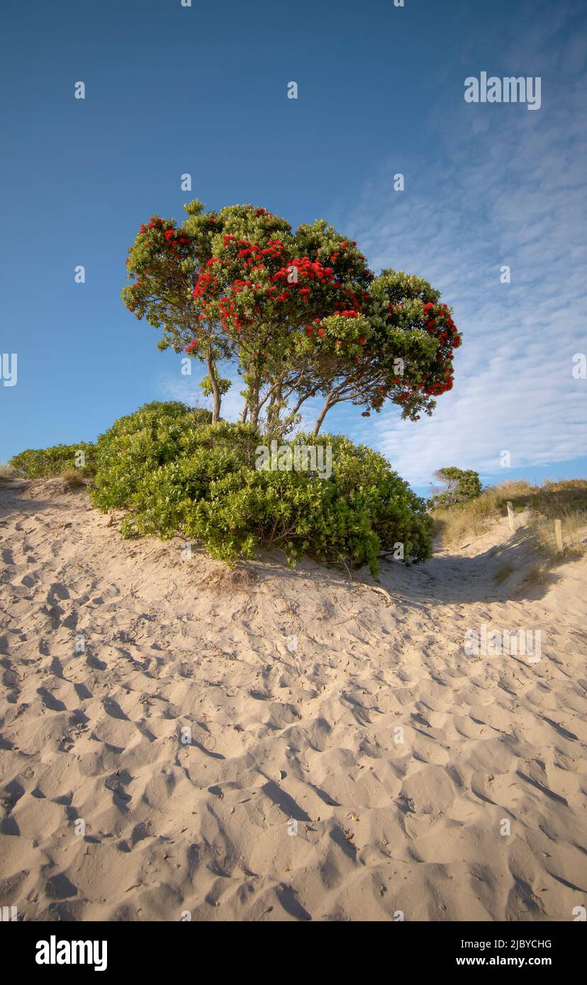 Grumo di alberi di Pohutukawa in fiore sulla cima della duna di sabbia Foto Stock