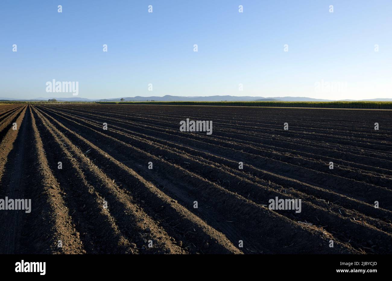 File preparate di terreno per la piantagione di giovani piante di canna da zucchero Foto Stock