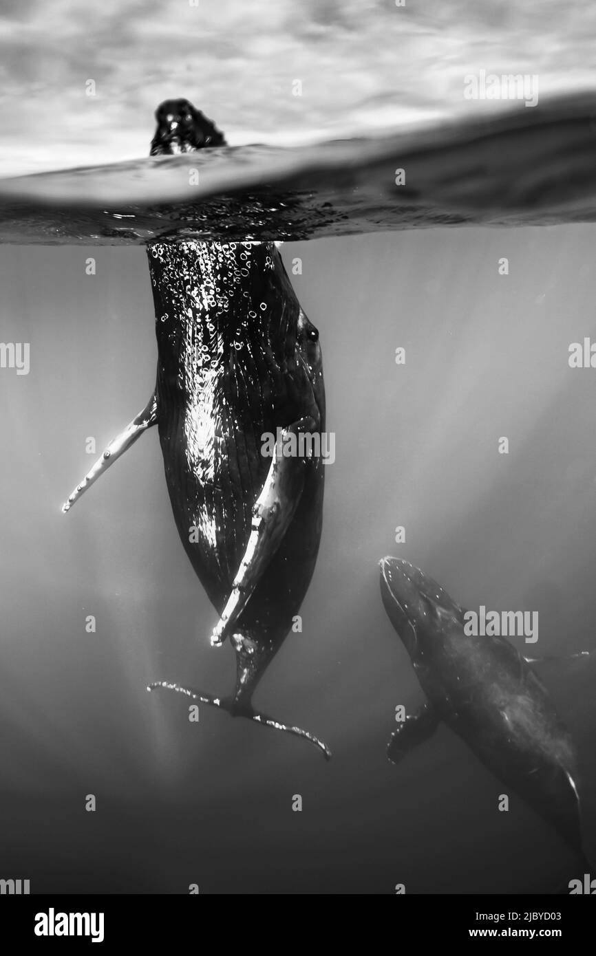 Foto subacquea, Nuoto Humpback Whale (Megaptera novaeangliae) fa un approccio vicino, Maui, Hawaii Foto Stock
