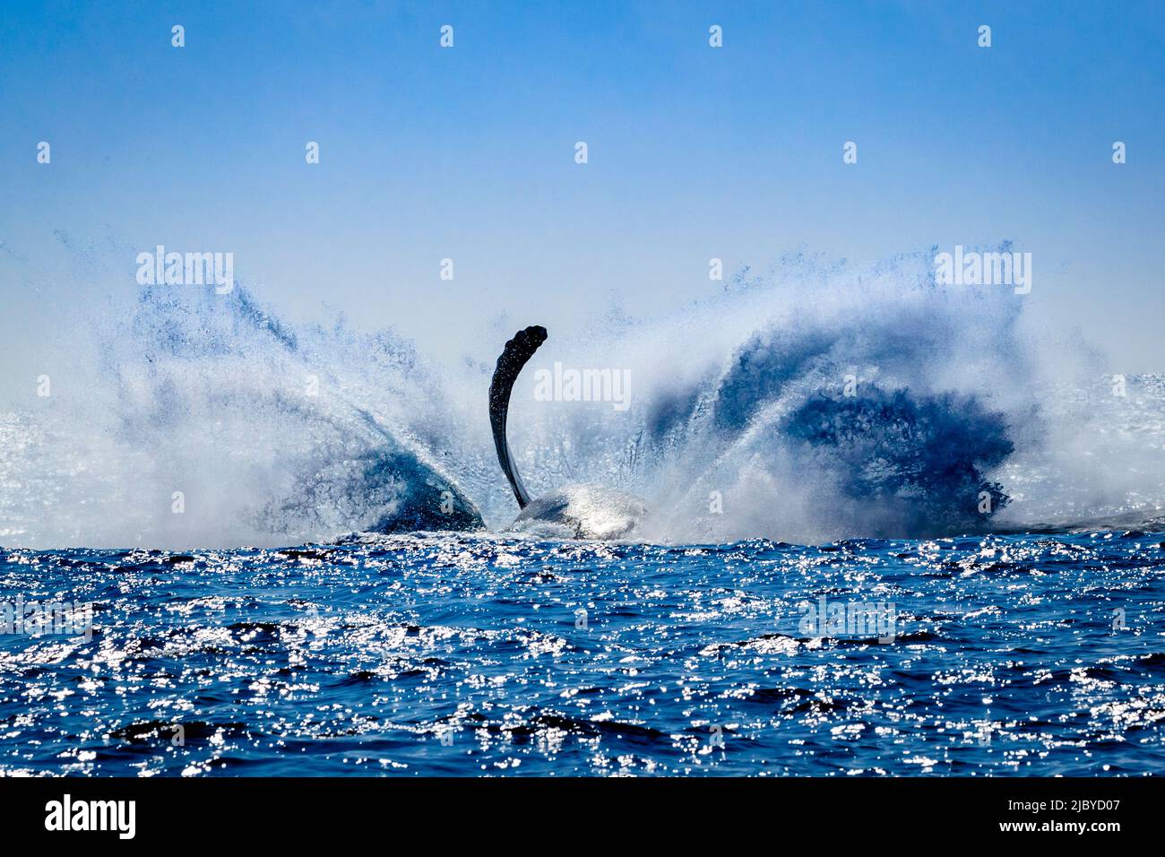 Whale humpback (Megaptera novaeangliae) fa grande tuffo dopo la breaching, Hawaiian Islands National Marine Sanctuary, Oceano Pacifico, Hawaii Foto Stock