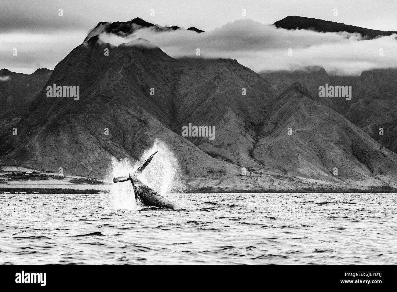 Black & White, Tail lob, Humpback Whale (Megaptera novaeangliae) solleva la sua marea e spruzza acqua, Maui, Hawaii Foto Stock