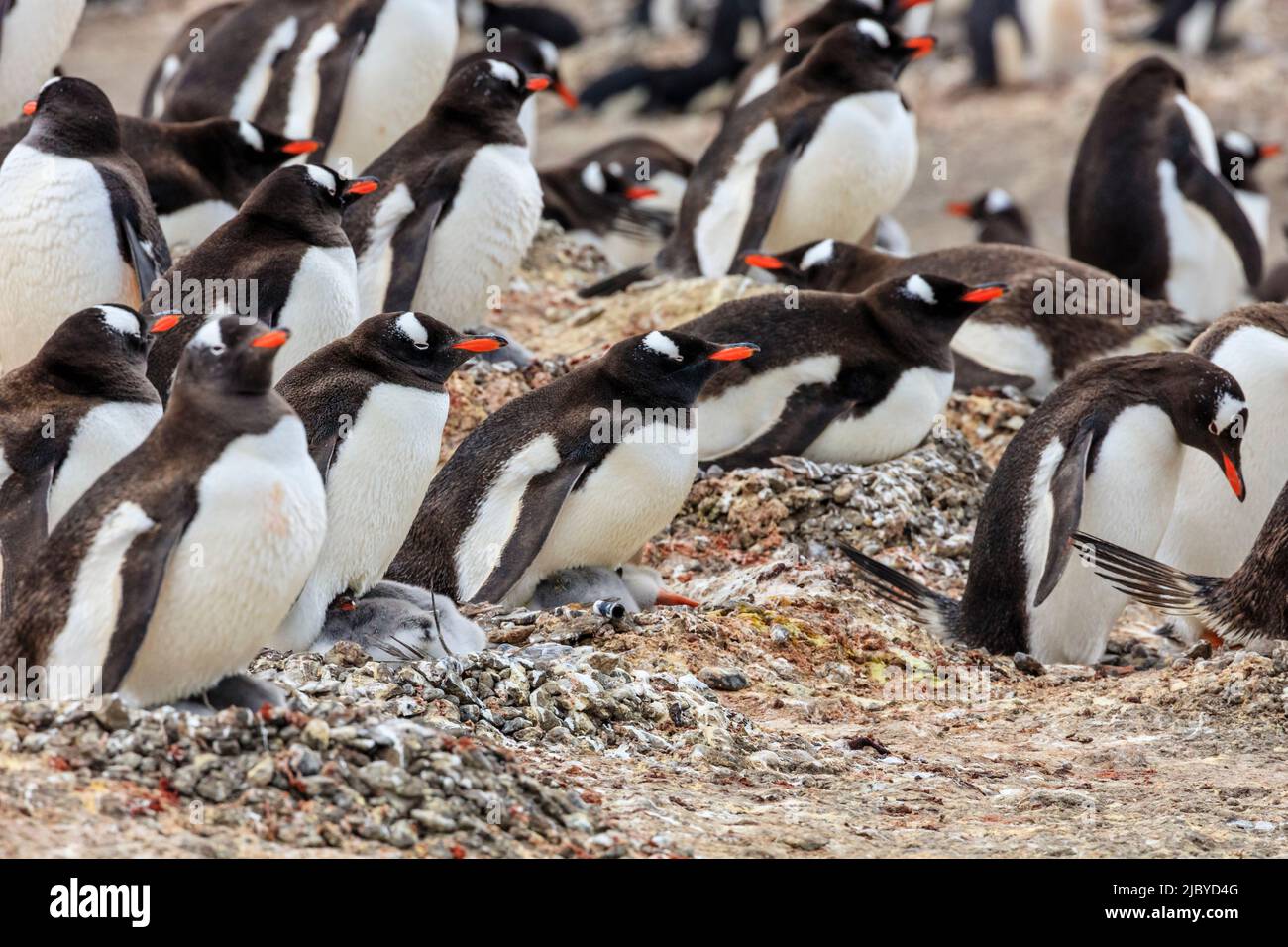 Pinguini Gentoo (Pygoscelis papua) nidificati con pulcini a Neko Harbour, nella penisola antartica, in Antartide Foto Stock
