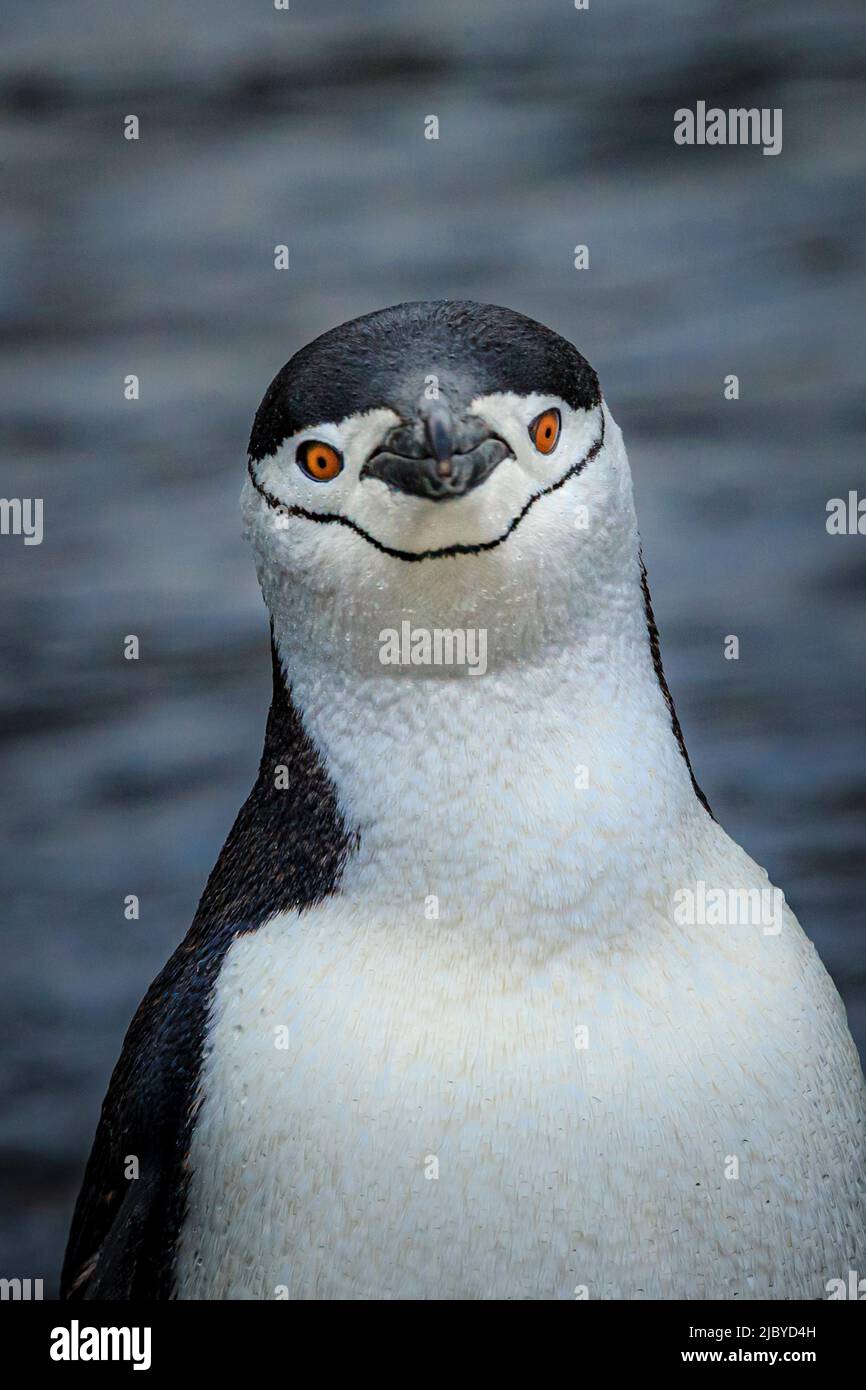 Pinguini (Pygoscelis antarcticus) ritratto, Isole Aitcho, Antartide Foto Stock