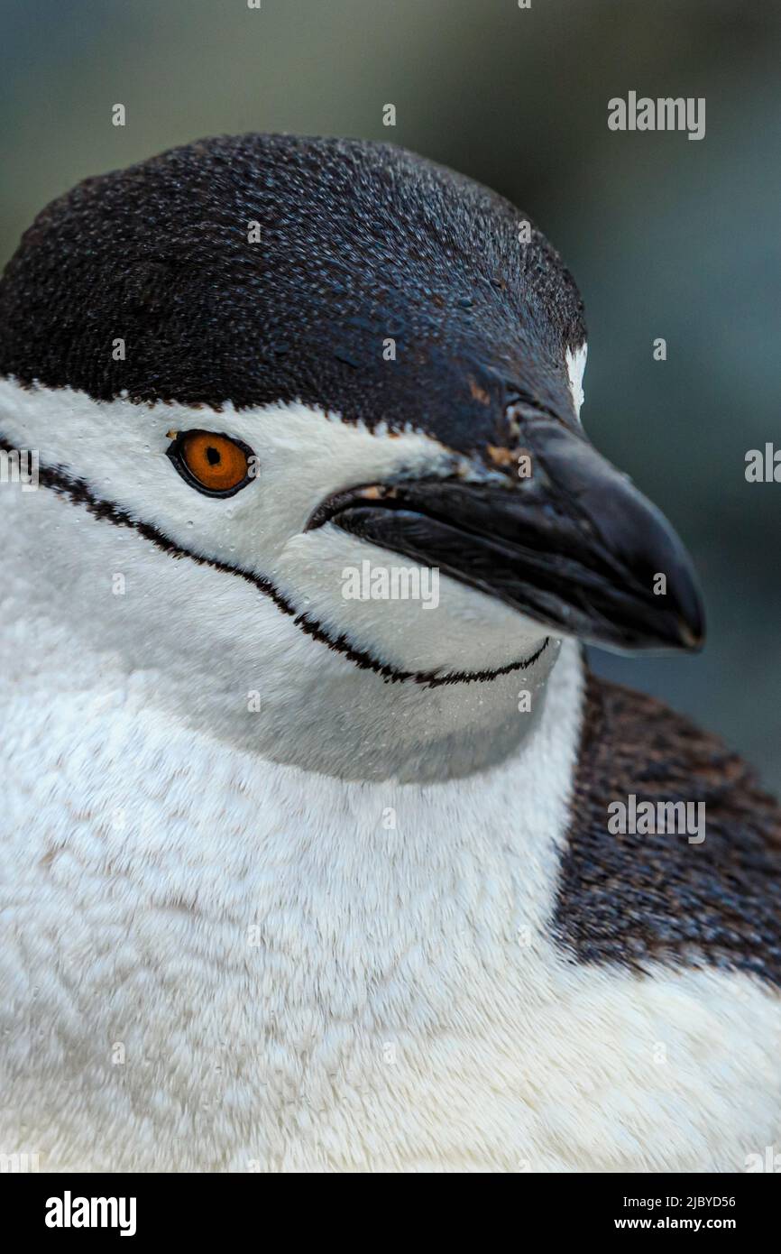 Pinguini (Pygoscelis antarcticus) ritratto, Isole Aitcho, Antartide Foto Stock