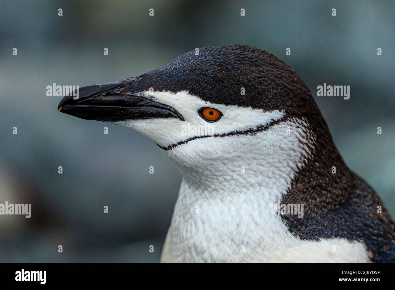 Pinguini (Pygoscelis antarcticus) ritratto, Isole Aitcho, Antartide Foto Stock