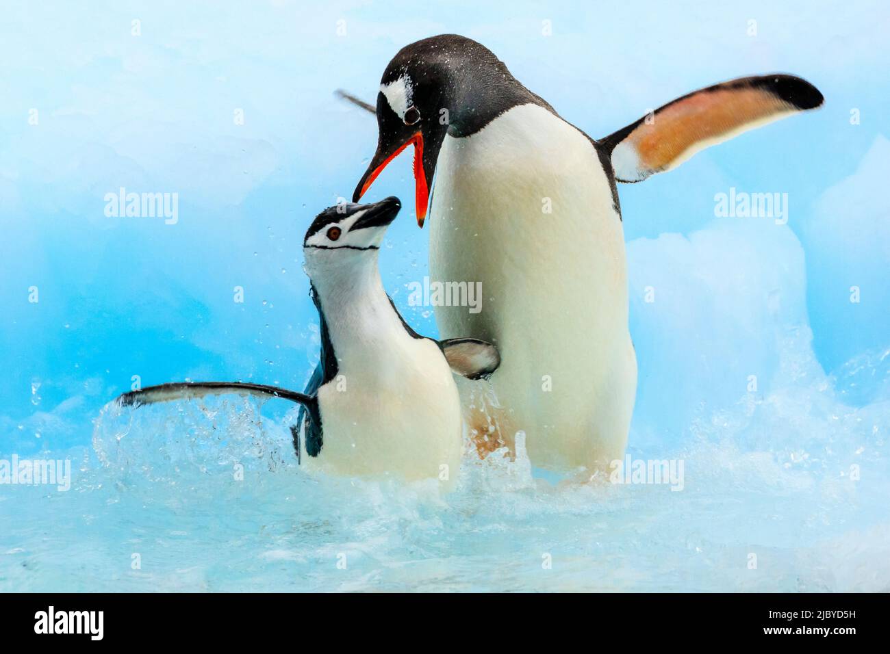 UINS (Pygoscelis papua) si confronta con i pinguini Chintrap (Pygoscelis antarcticus) sull'isola di Barrientos, sulle isole di Aitcho, sulle isole Shetland meridionali, in Antartide Foto Stock
