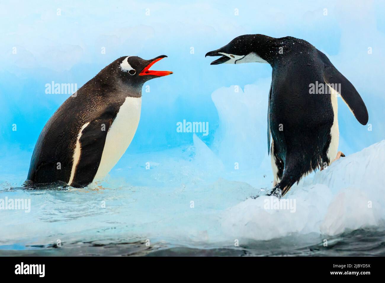 UINS (Pygoscelis papua) si confronta con i pinguini Chintrap (Pygoscelis antarcticus) sull'isola di Barrientos, sulle isole di Aitcho, sulle isole Shetland meridionali, in Antartide Foto Stock