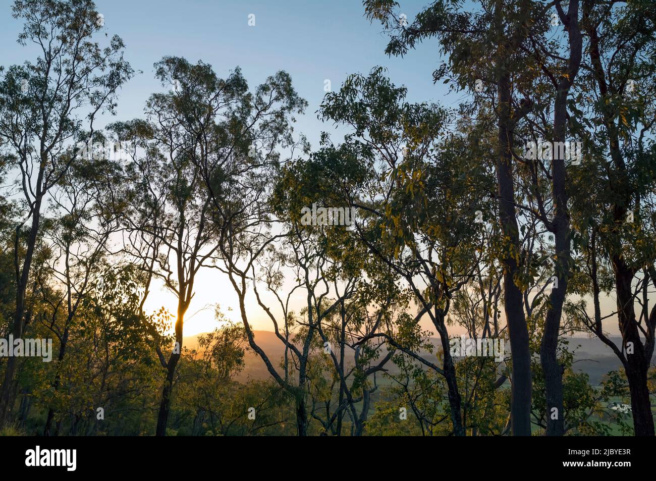 Nel tardo pomeriggio la luce del sole splende attraverso gli alberi di gum nel Parco Nazionale di Lamington Foto Stock