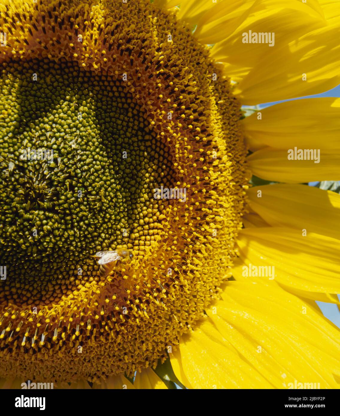 Primo piano di Honey Bee su Sunflower maturo Foto Stock