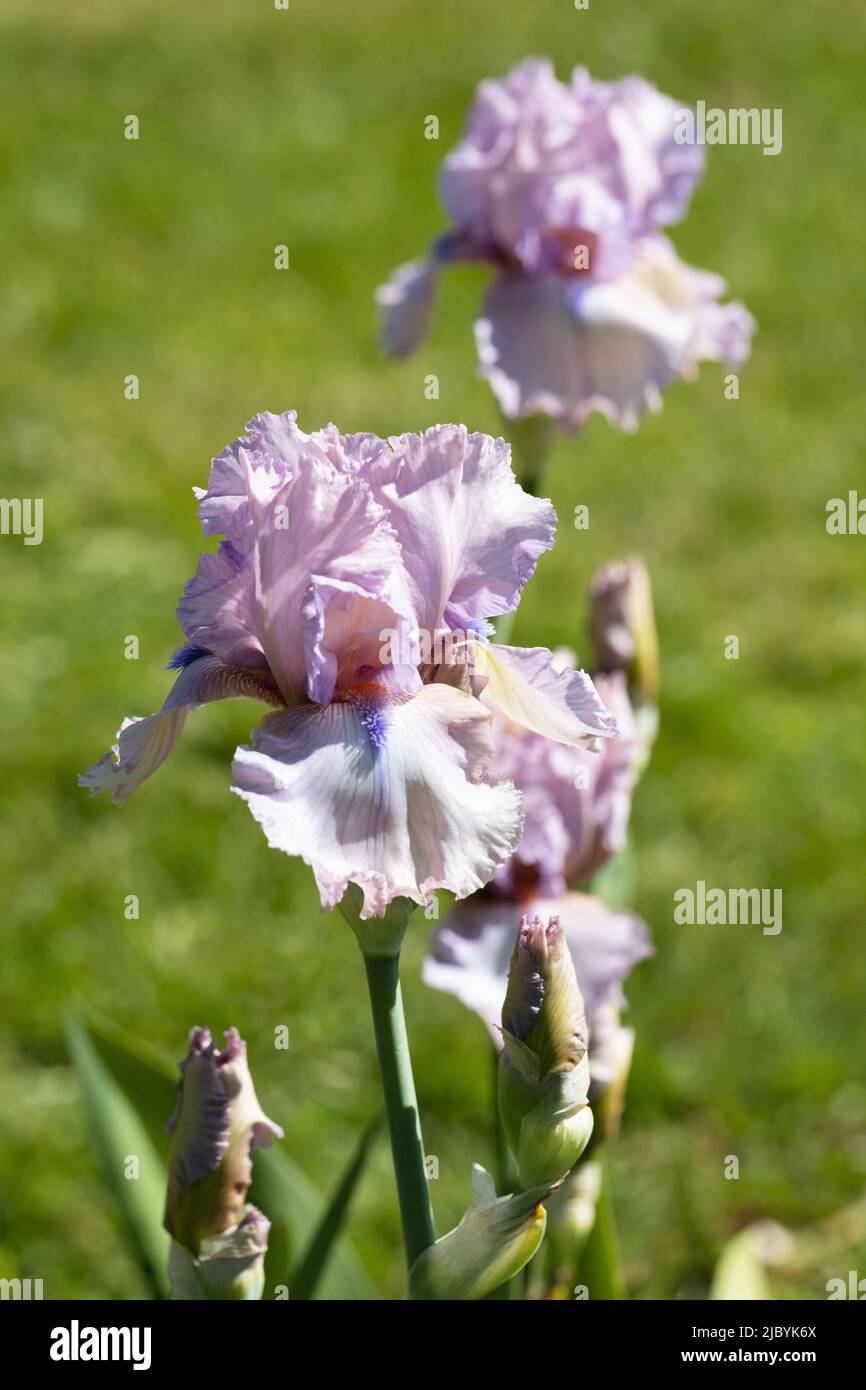 Iris 'guasto'. Foto Stock