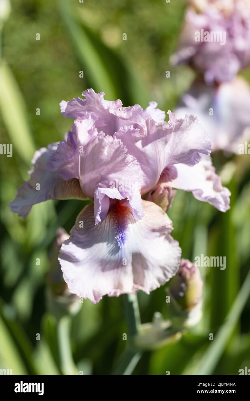 Iris 'guasto'. Foto Stock