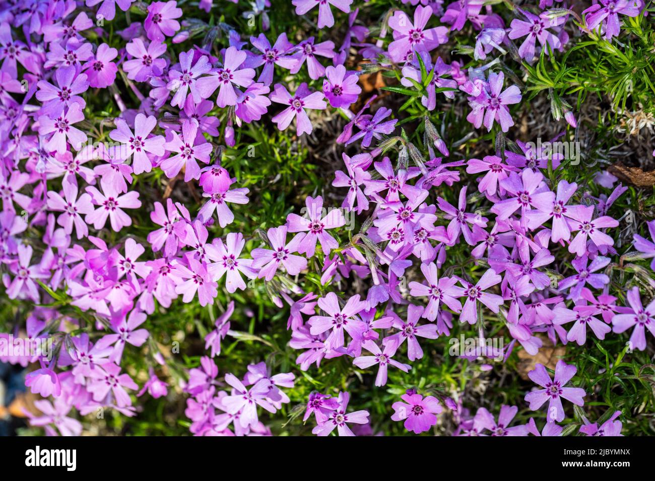"Rosetta" Kelsey's Phlox, Skunkflox (Phlox kelseyi) Foto Stock