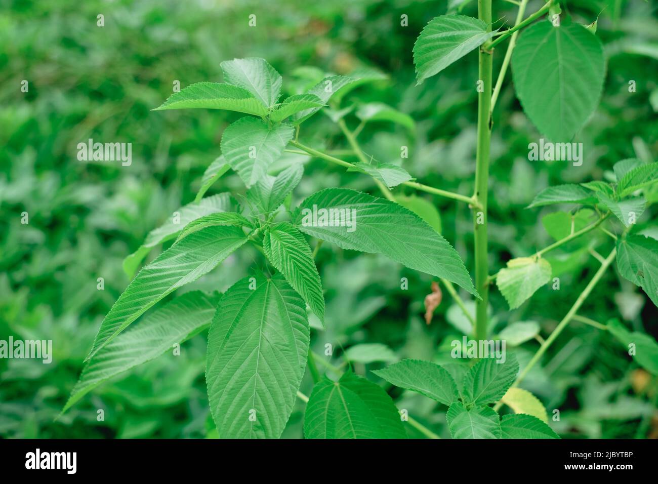 Muta di iuta la muta di Aja o la pianta di iuta di Nalta ha fonte primaria di fibra di iuta e conosciuta come superfood con numerosi benefici per la salute e medici Foto Stock