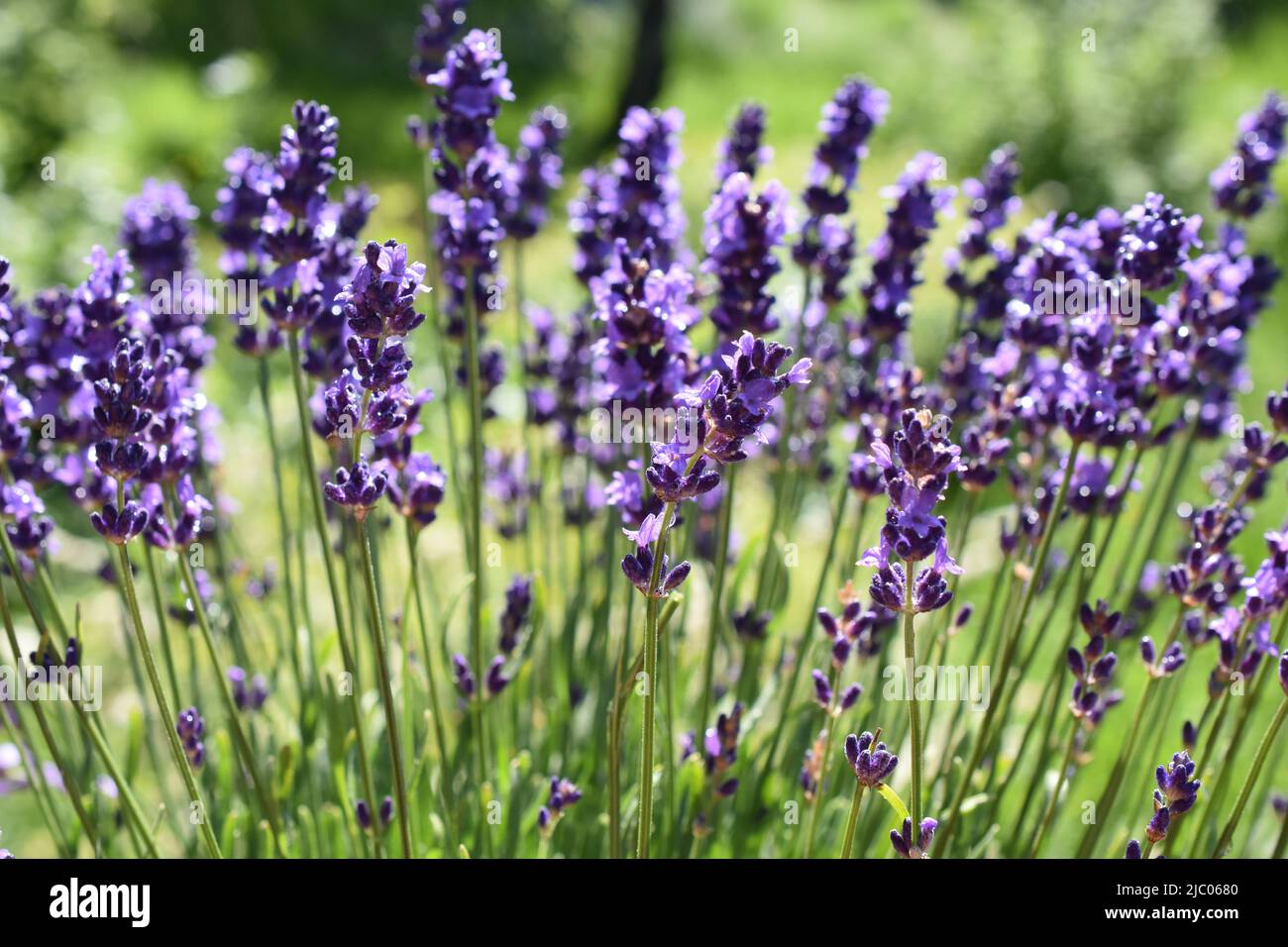 Lavandula angustifolia English lavanda fiori viola Foto Stock