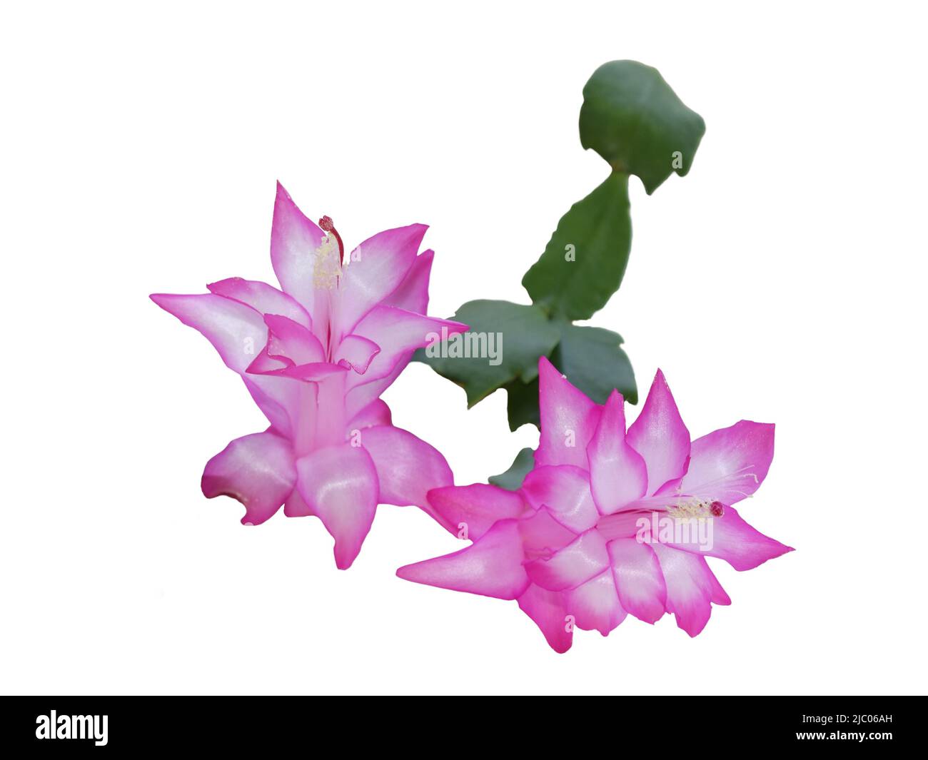 Primo piano su fiori di cactus di Schlumbergera rosa su sfondo bianco Foto Stock