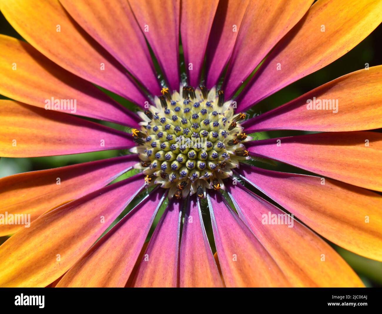 primo piano su arancio e rosa spagnolo margurite fiore Foto Stock