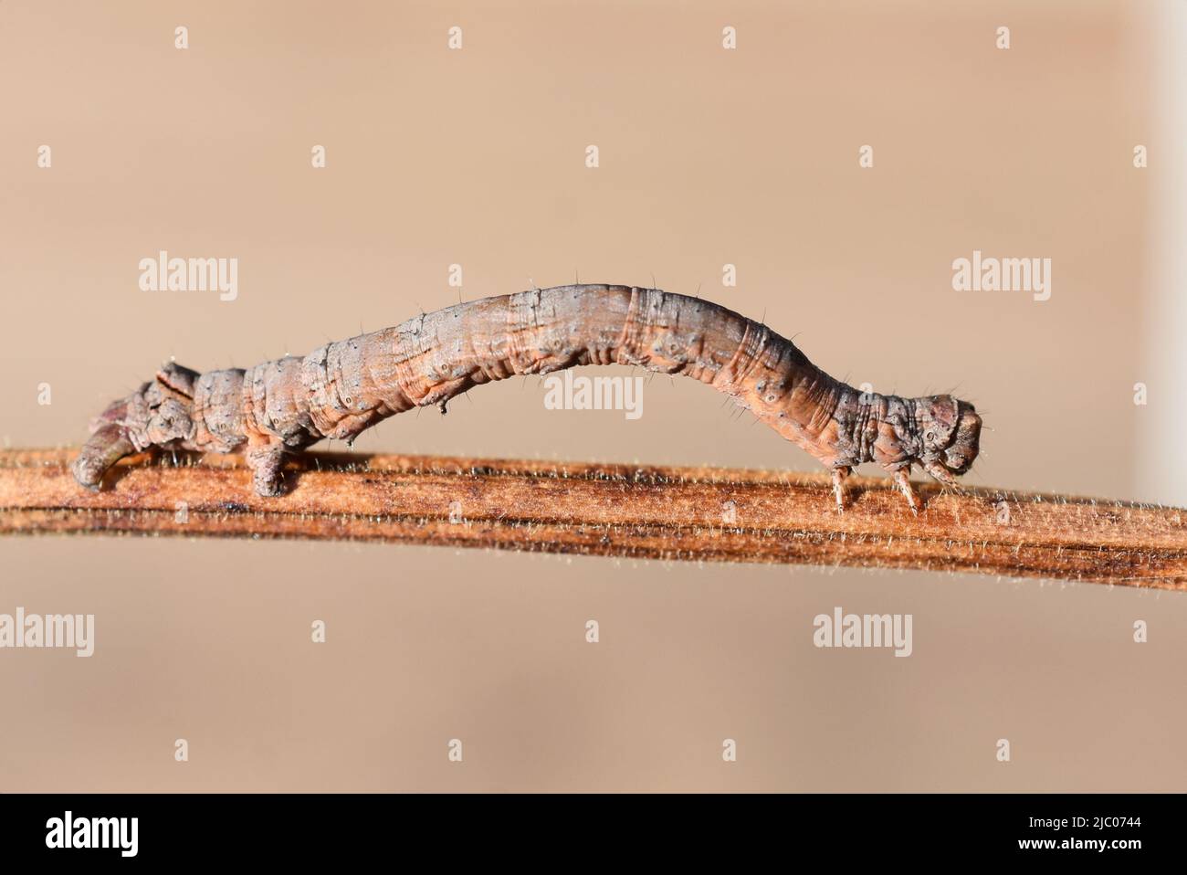 Il geometro di quercia smerlopato Moth Crocallis elinguaria larva camouflage Foto Stock