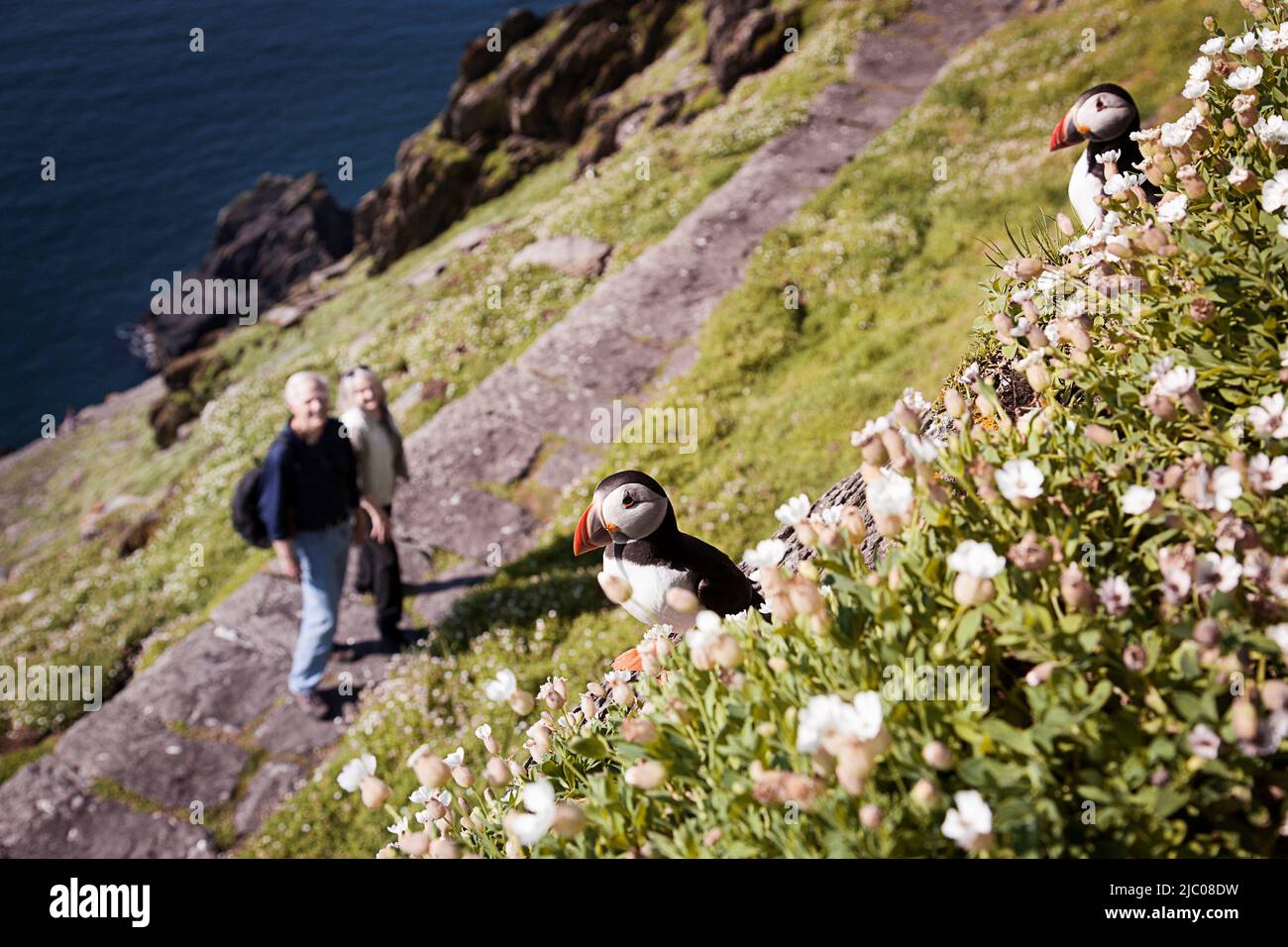 ic puffins (Fratercola arctica) che si infila in una zona di fiori in fiore con un paio di birdwatching sullo sfondo, Skellig Michael, Repubblica d'Irlanda Foto Stock