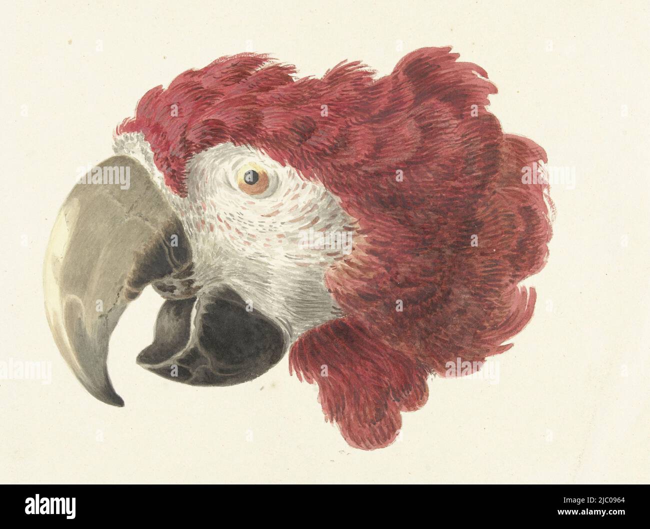 Testa rossa a sinistra di un'alingara gialla (macaw), testa di un Macaw testa di un pappagallo, disegnatore: Aert Schouman, 1725 - 1792, carta Foto Stock