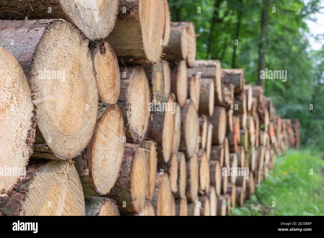 tronchi di alberi impilati nella foresta estiva Foto Stock