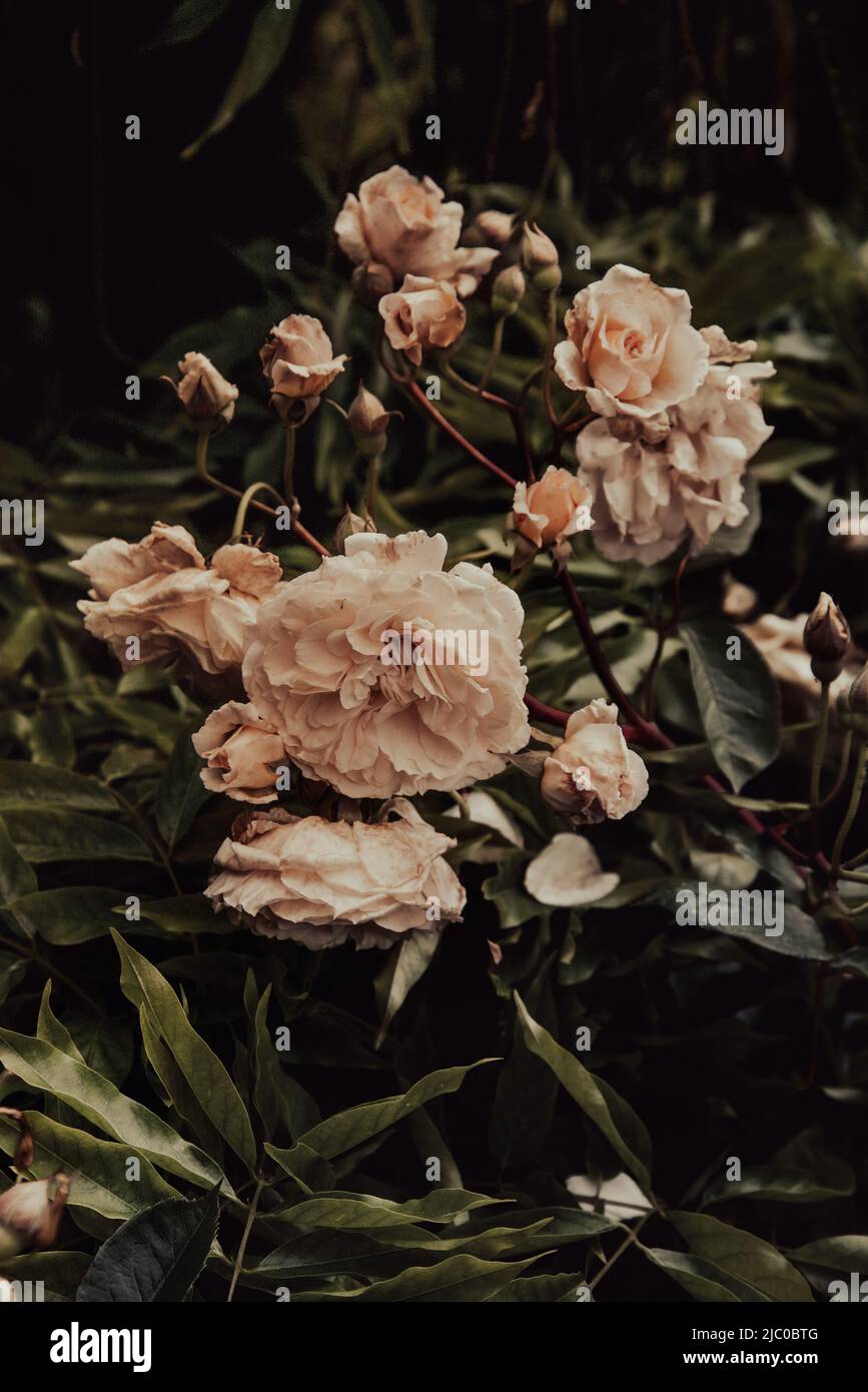 Rose bianche dopo la pioggia estiva in un giardino inglese Foto Stock