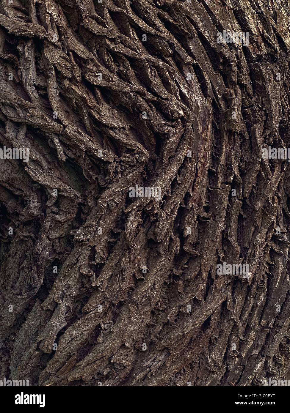 Primo piano della corteccia di un grande albero nella foresta. Albero corteccia sfondo Foto Stock