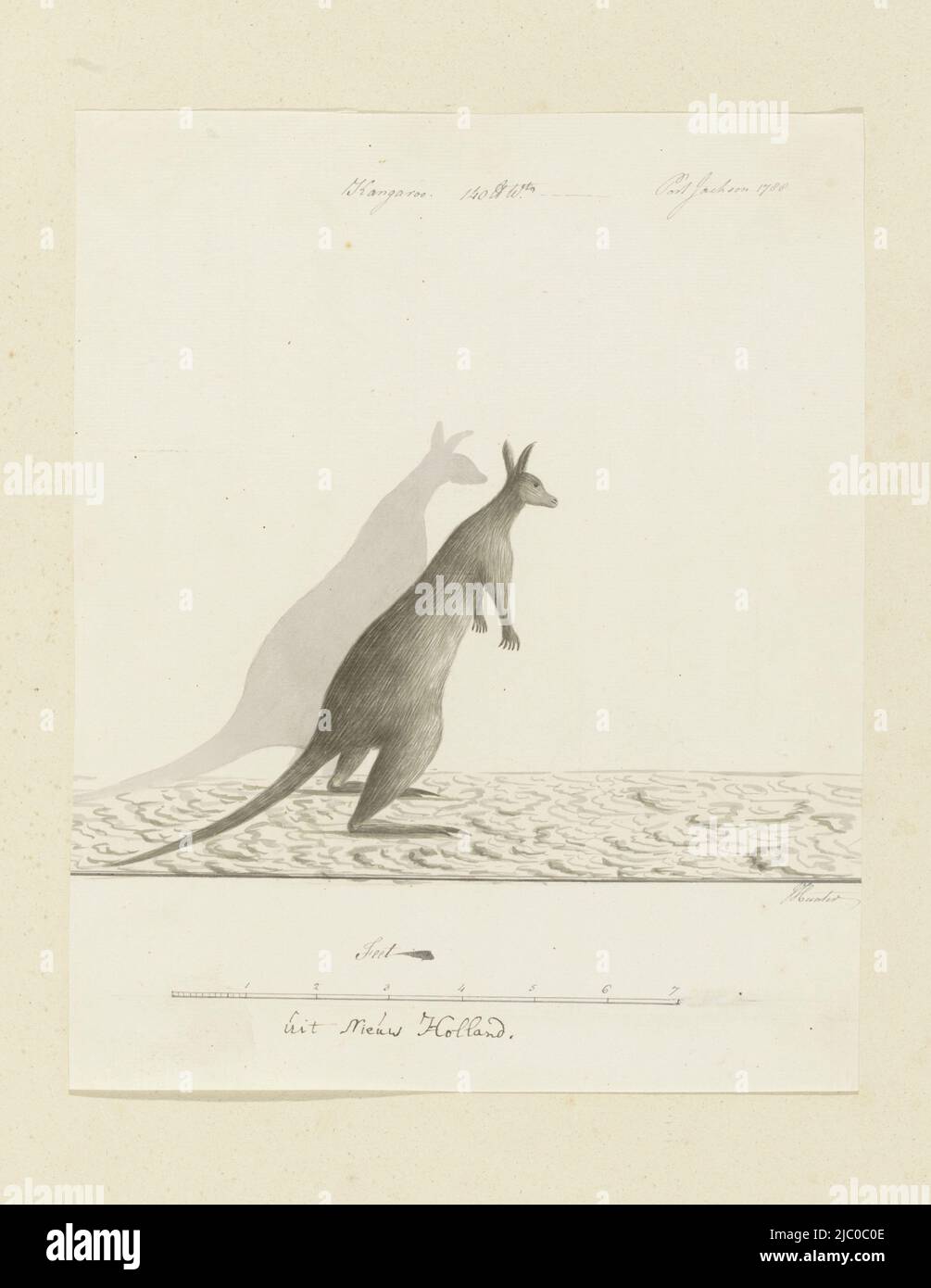 Kangaroo (Macropus sp.), da Port Jackson (oggi Sidney, Australia), con scala in piede inglese, Macropus sp. (Kangaroo), disegnatore: John Hunter, 1788, carta, penna, spazzola, a 660 mm x l 480 mm, a 313 mm x l 255 mm, a 246 mm x l 255 mm Foto Stock