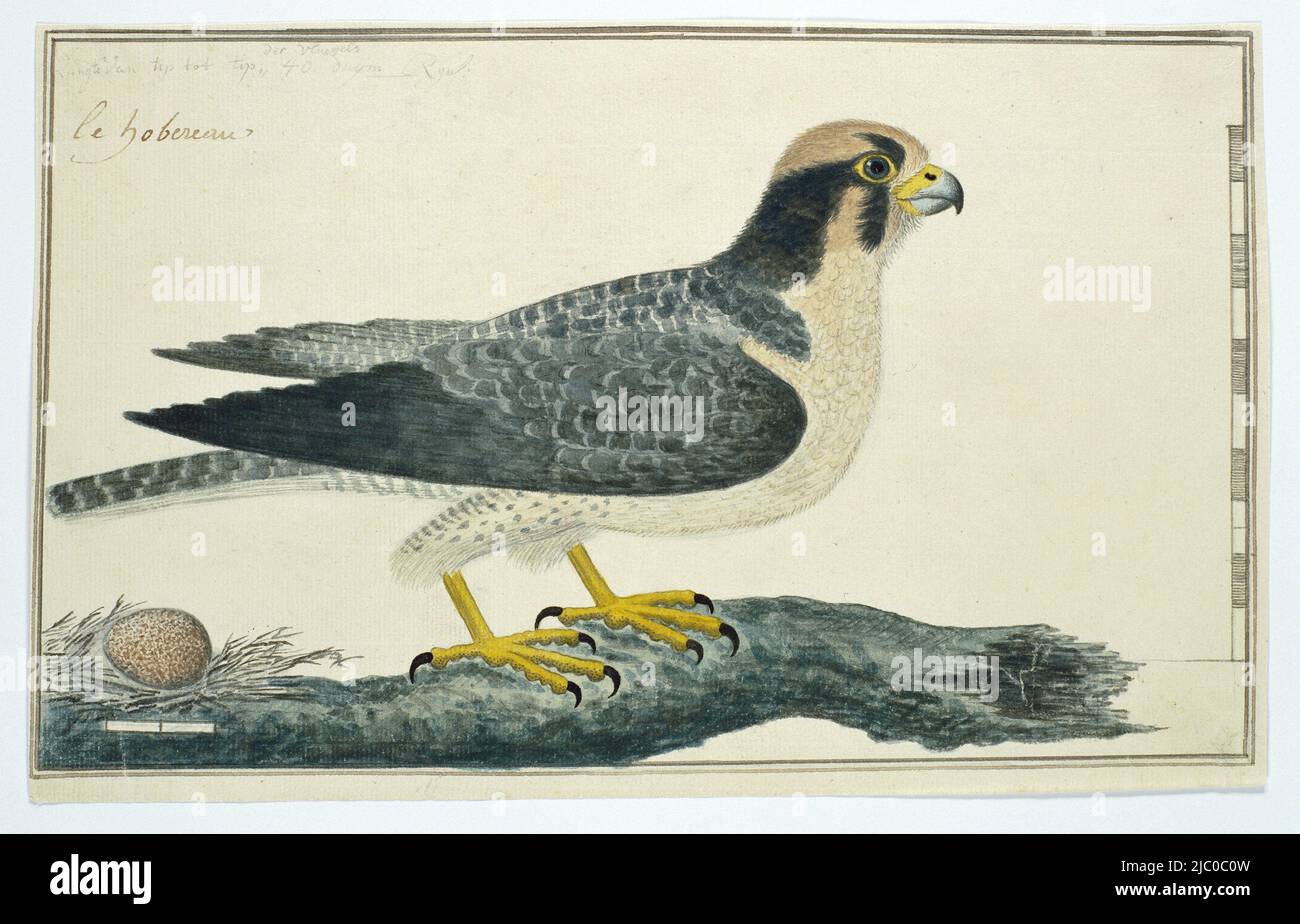 Studio degli uccelli: Falcon (Falco biarmicus) su un ramo d'albero con un uovo rosso macchiato in basso a sinistra, con scala in taglie della Renania., Falco biarmicus ? (Lanner falcon), relatore: Robert Jacob Gordon, Ott-1777 - Mar-1786, carta, penna, pennello, a 660 mm x l 480 mm, a 188 mm x p 303 mm, a 175 mm x p 294 mm Foto Stock