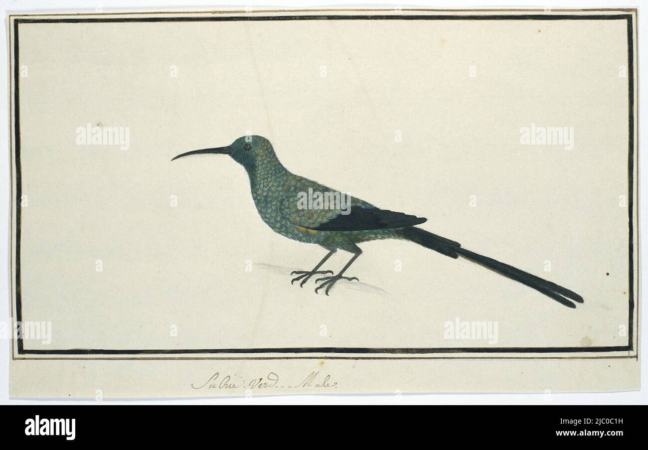 Studio degli uccelli: Uccello verde miele uccello (nettarinia famosa), Nectarinia famosa (Malachite sunbird)., disegnatore: Robert Jacob Gordon, Oct-1777 - Mar-1786, carta, penna, pennello, a 660 mm x l 480 mm, a 211 mm x p 348 mm, a 180 mm x p 335 mm Foto Stock Studio degli uccelli: Uccello verde miele uccello (nettarinia famosa), Nectarinia famosa (Malachite sunbird)., disegnatore: Robert Jacob Gordon, Oct-1777 - Mar-1786, carta, penna, pennello, a 660 mm x l 480 mm, a 211 mm x p 348 mm, a 180 mm x p 335 mm Foto Stock