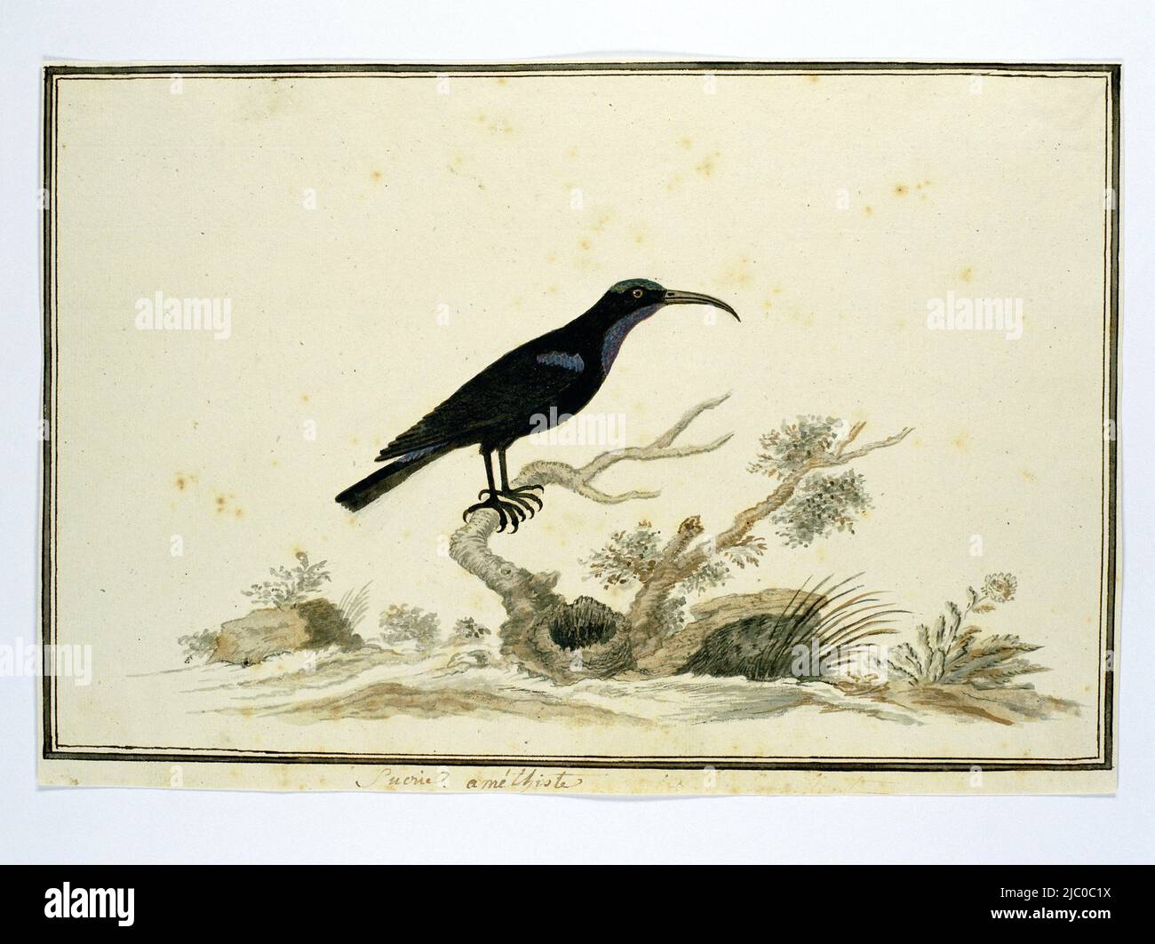 Studio degli uccelli: Uccello nero del miele (Nectarinia amethystina), Nectarinia amethystina (uccello ametista di Amethyst)., disegnatore: Robert Jacob Gordon, Oct-1777 - Mar-1786, carta, penna, pennello, a 660 mm x l 480 mm, a 239 mm x p 352 mm, a 221 mm x p 341 mm Foto Stock Studio degli uccelli: Uccello nero del miele (Nectarinia amethystina), Nectarinia amethystina (uccello ametista di Amethyst)., disegnatore: Robert Jacob Gordon, Oct-1777 - Mar-1786, carta, penna, pennello, a 660 mm x l 480 mm, a 239 mm x p 352 mm, a 221 mm x p 341 mm Foto Stock