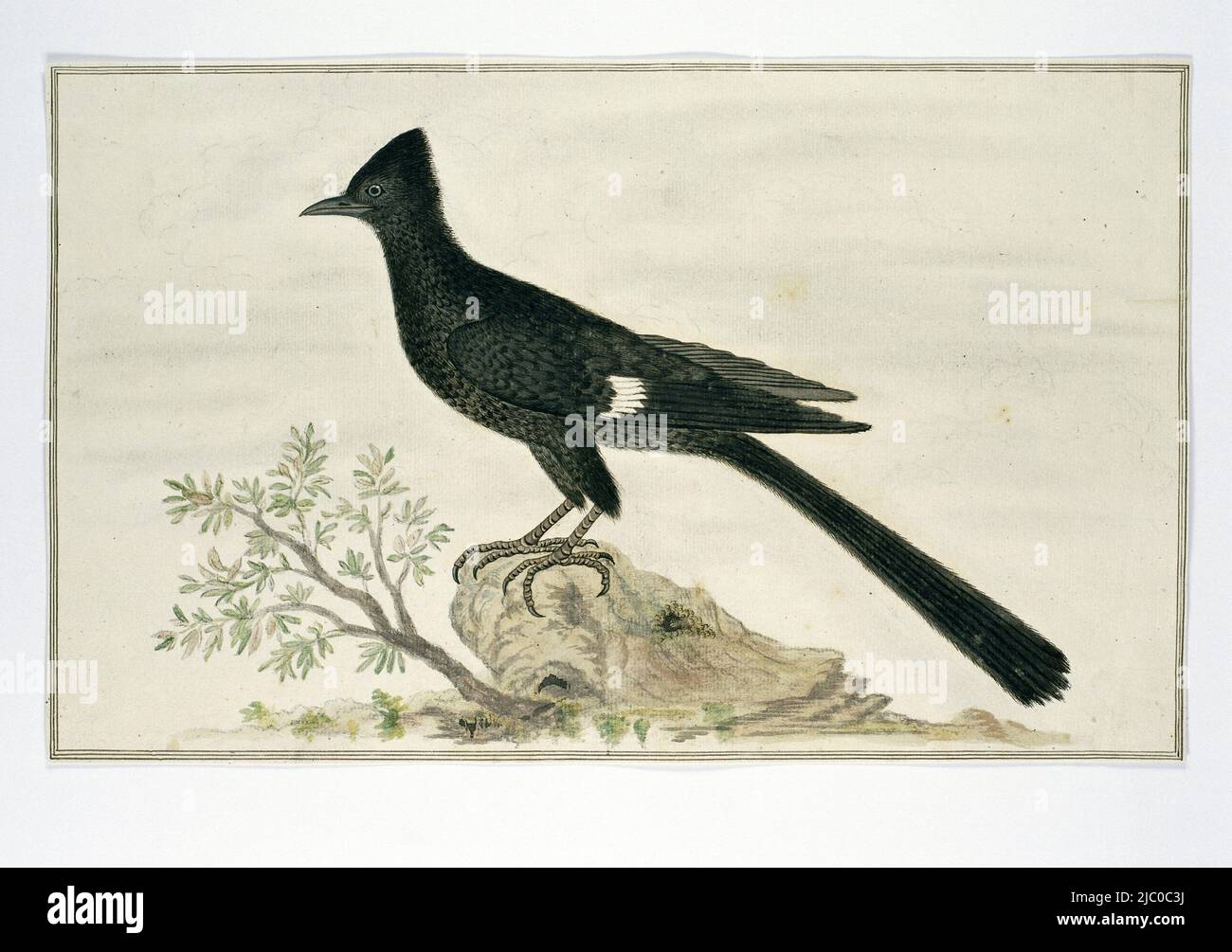 Studio degli uccelli: Uccello di nuovo anno (Clamator jacobinus), Clamator jacobinus (Jacobin cuckoo), disegnatore: Robert Jacob Gordon, ott-1777 - Mar-1786, carta, penna, pennello, a 660 mm x l 480 mm, a 259 mm x p 422 mm, a 251 mm x p 415 mm Foto Stock Studio degli uccelli: Uccello di nuovo anno (Clamator jacobinus), Clamator jacobinus (Jacobin cuckoo), disegnatore: Robert Jacob Gordon, ott-1777 - Mar-1786, carta, penna, pennello, a 660 mm x l 480 mm, a 259 mm x p 422 mm, a 251 mm x p 415 mm Foto Stock