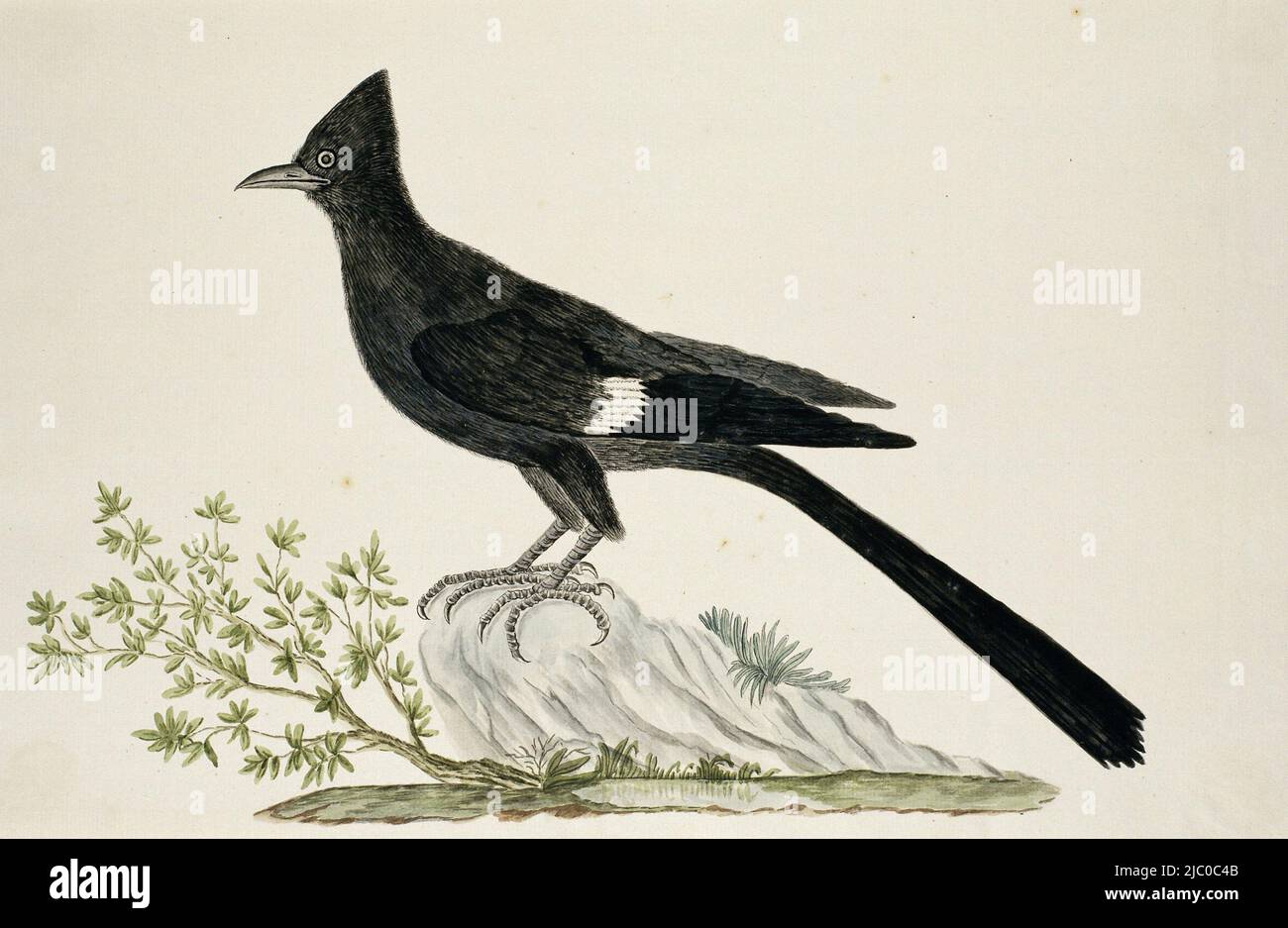 Studio degli uccelli: Uccello di nuovo anno (Clamator jacobinus), Clamator jacobinus (Jacobin cuckoo), disegnatore: Robert Jacob Gordon, ott-1777 - Mar-1786, carta, penna, pennello, a 660 mm x l 480 mm, a 268 mm x p 406 mm Foto Stock Studio degli uccelli: Uccello di nuovo anno (Clamator jacobinus), Clamator jacobinus (Jacobin cuckoo), disegnatore: Robert Jacob Gordon, ott-1777 - Mar-1786, carta, penna, pennello, a 660 mm x l 480 mm, a 268 mm x p 406 mm Foto Stock