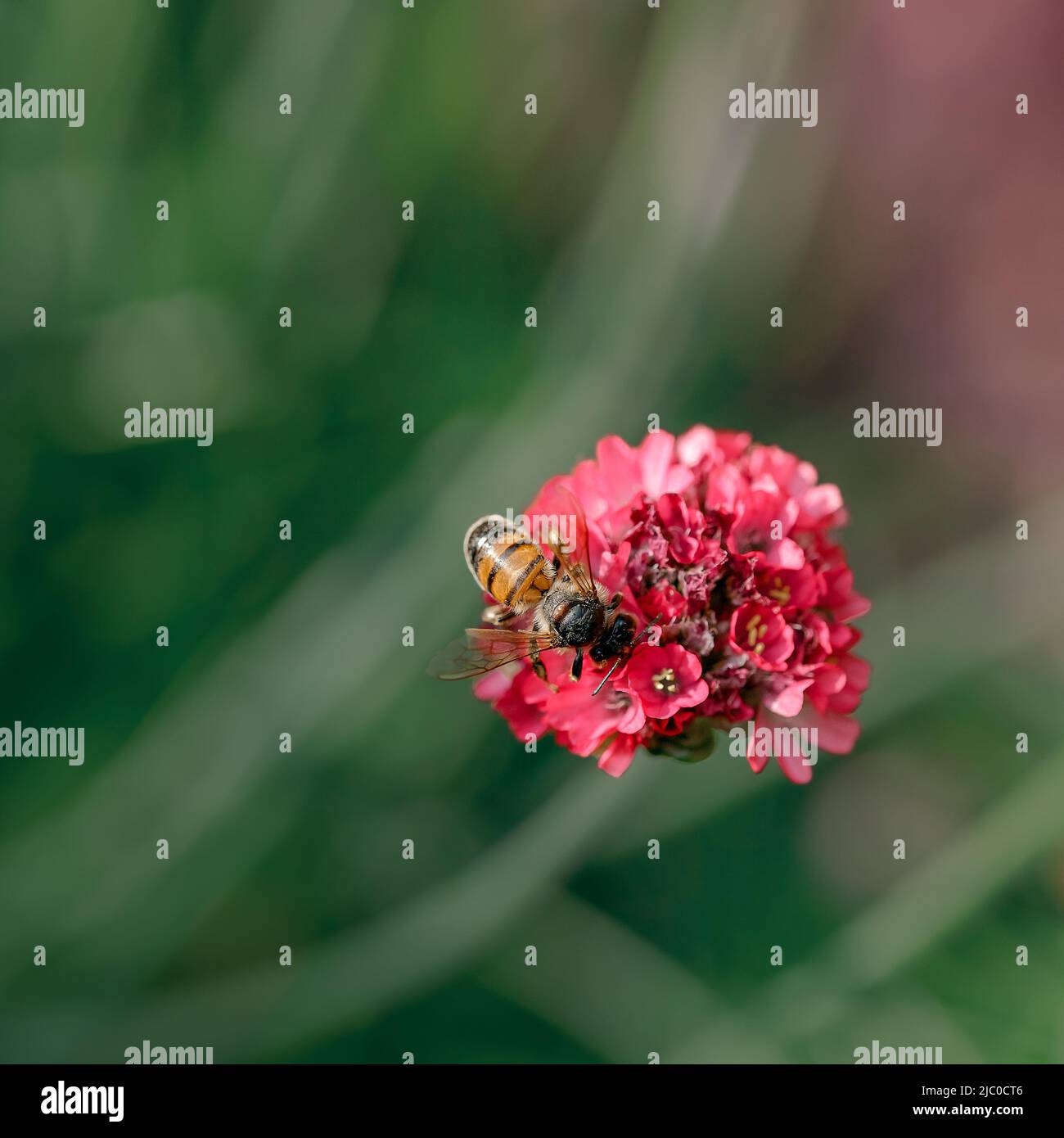 Macro di un'ape che si alimenta su un fiore rosa Foto Stock