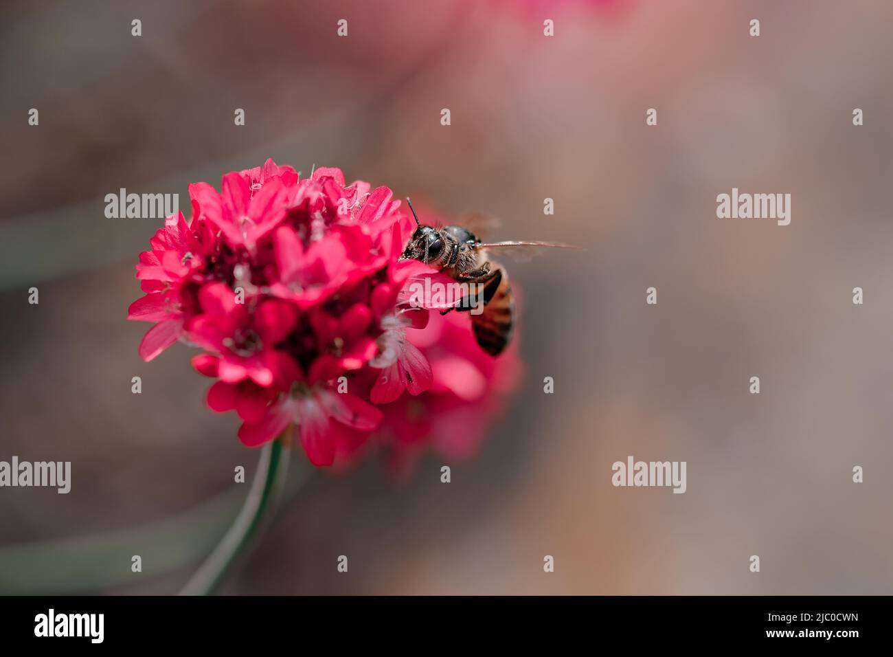 Macro di un'ape che si alimenta su un fiore rosa Foto Stock