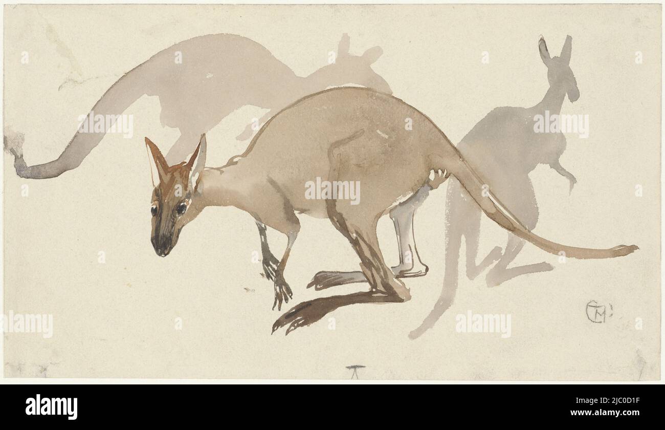 Canguri, disegnatore: Theo van Hoytema, 1873 - 1917, carta, pennello, h 160 mm x l 280 mm Foto Stock