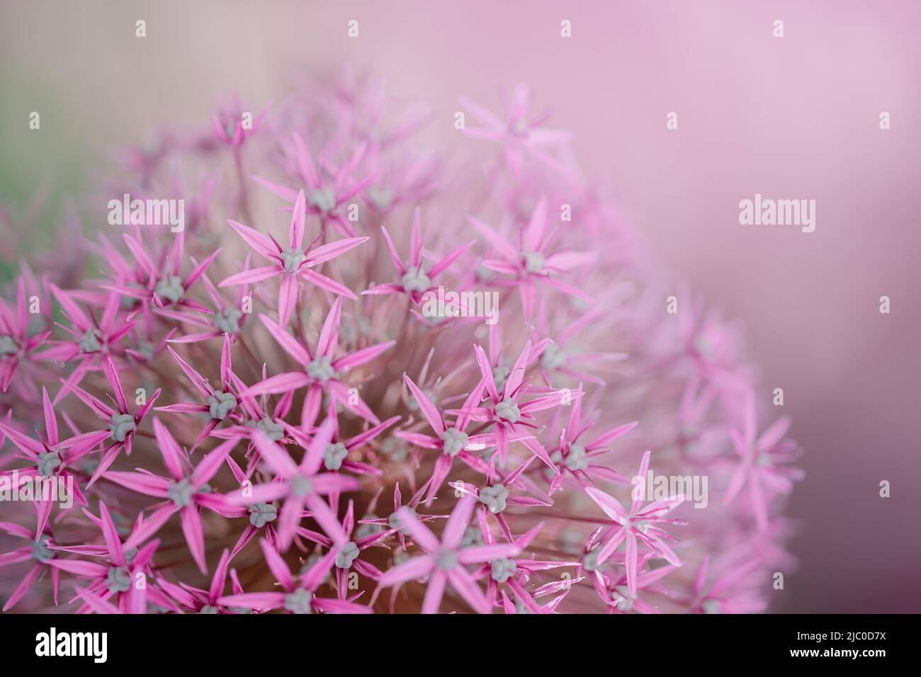 Macro viola Giganteum Allium a fuoco selettivo. Enorme bulbo fiore in primo piano e sfocato verde fogliame sullo sfondo. Bellezza in natura con Foto Stock