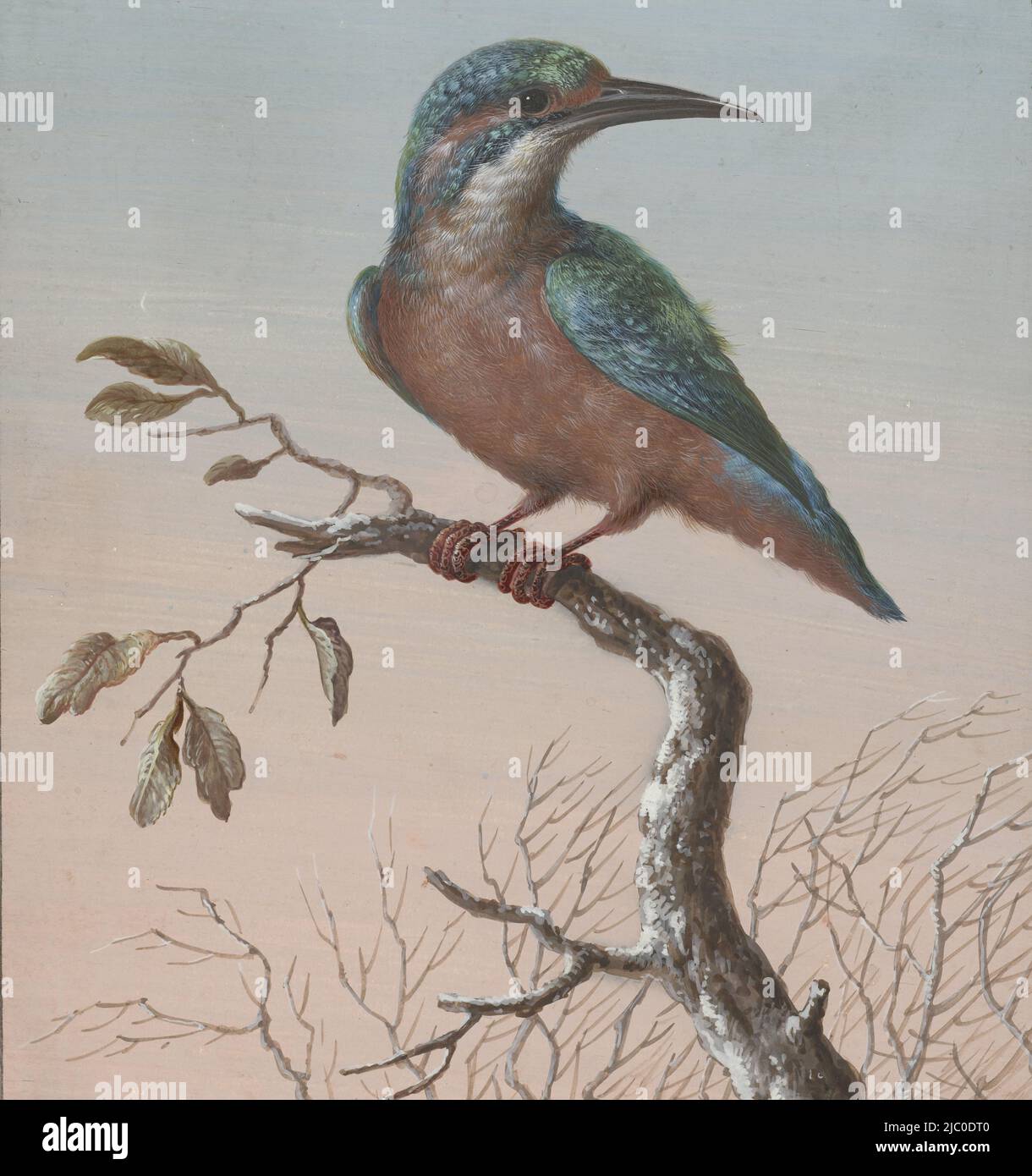 Kingfisher quattro gouache di uccelli (titolo della serie), disegnatrice: Barbara Regina Dietzsch, disegnatrice: Christoph Ludwig agricola, (reiezione dell'attribuzione), 1716 - 1783, carta, pennello, a 199 mm x l 186 mm Foto Stock