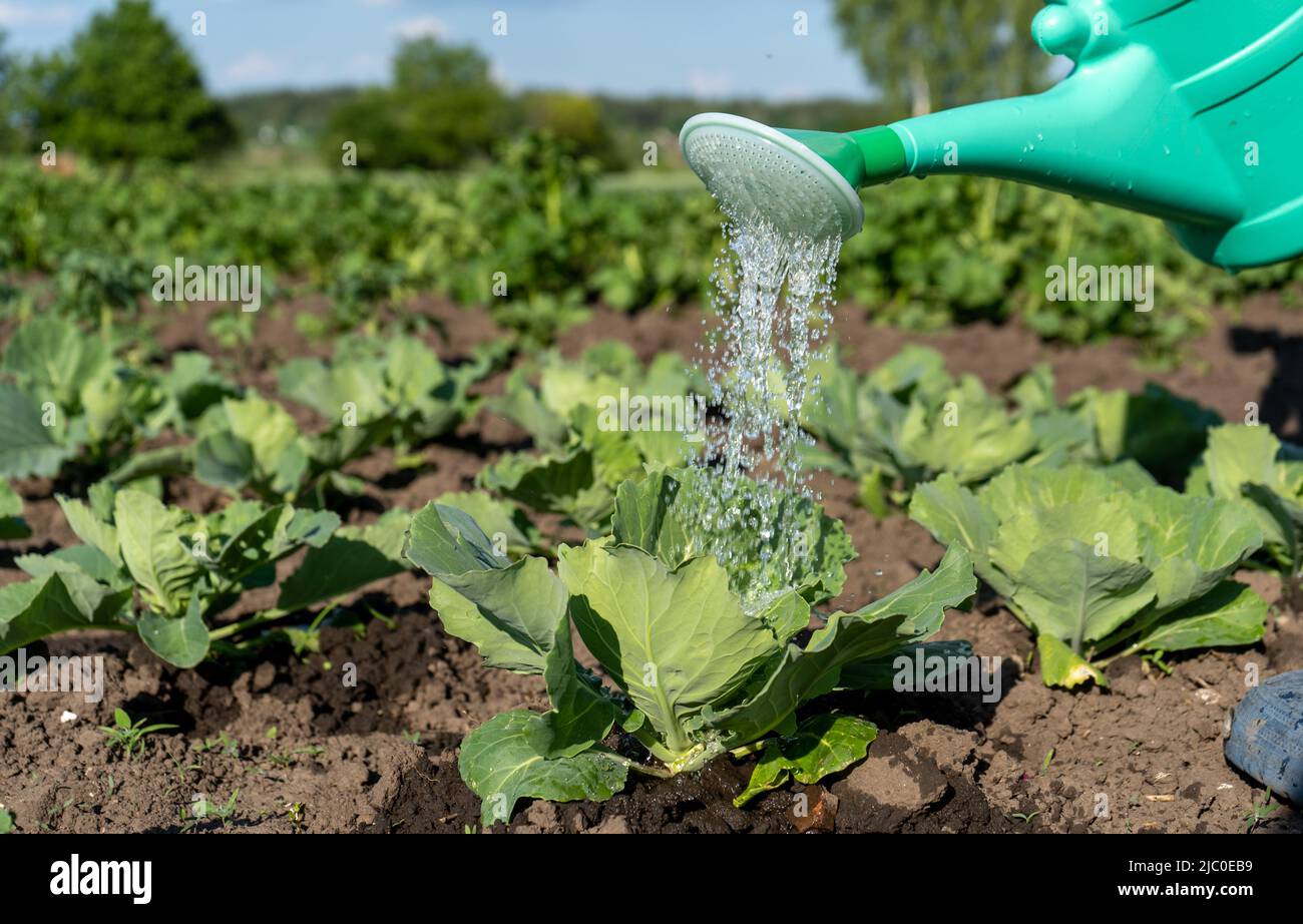 Un'annaffiatura di plastica può riversa acqua su letti vegetali sullo sfondo di crescenti foglie di cavolo succoso. Primo piano di un letto di cavolo di Pechino Foto Stock