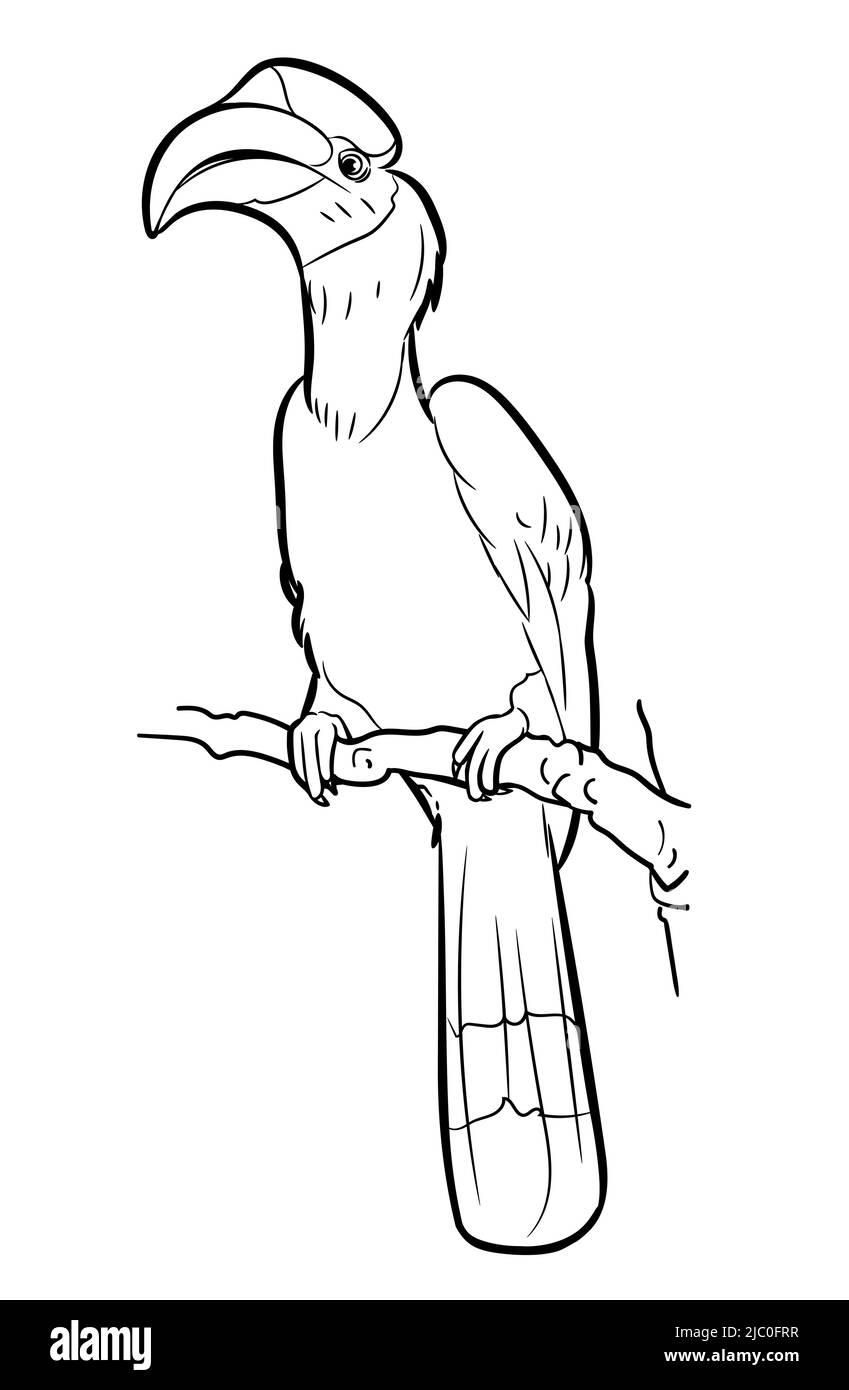 Disegno del grande uccello hornbill tenere sul ramoscello, illustrazione vettoriale Illustrazione Vettoriale