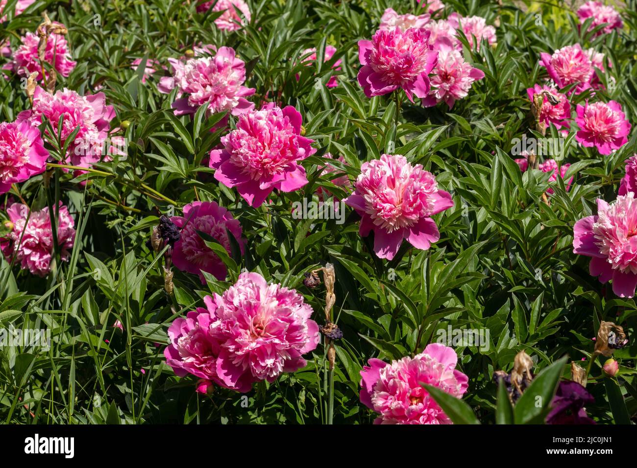 Una bella macchia di peonia fiorente con fiori rosa nel giardino. Base per una cartolina. Messa a fuoco selettiva. Foto Stock