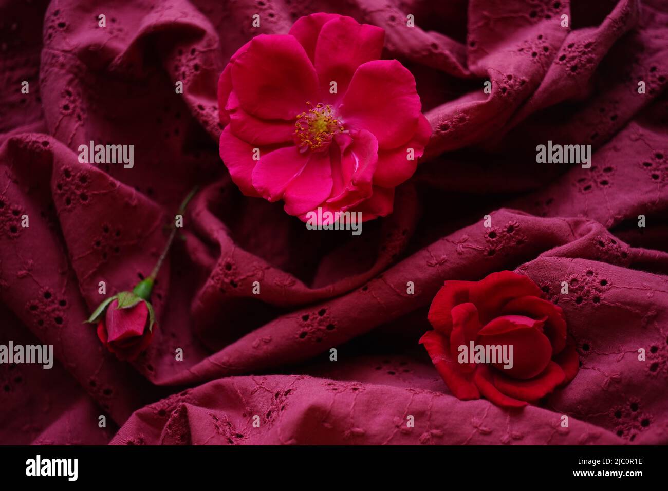 Rosa rose fiori su tessuto di cucitura rosso con un motivo floreale. Foto Stock