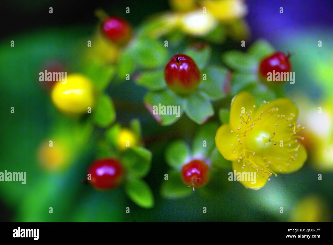 Hypericum androsaemum / Tutsan / shrubby St John's Wort / Sweet-Amber, ithe Garden Station, restaurata stazione ferroviaria vittoriana, Langley-on-Tyne, Nort Foto Stock