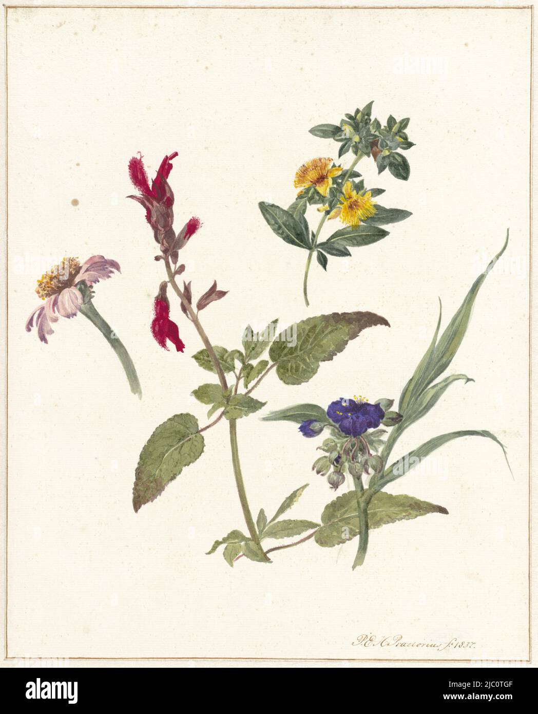 Studi di fiori da campo, disegnatore: Pieter Ernst Hendrik Praetorius, 1837, carta, pennello, h 288 mm x l 232 mm Foto Stock