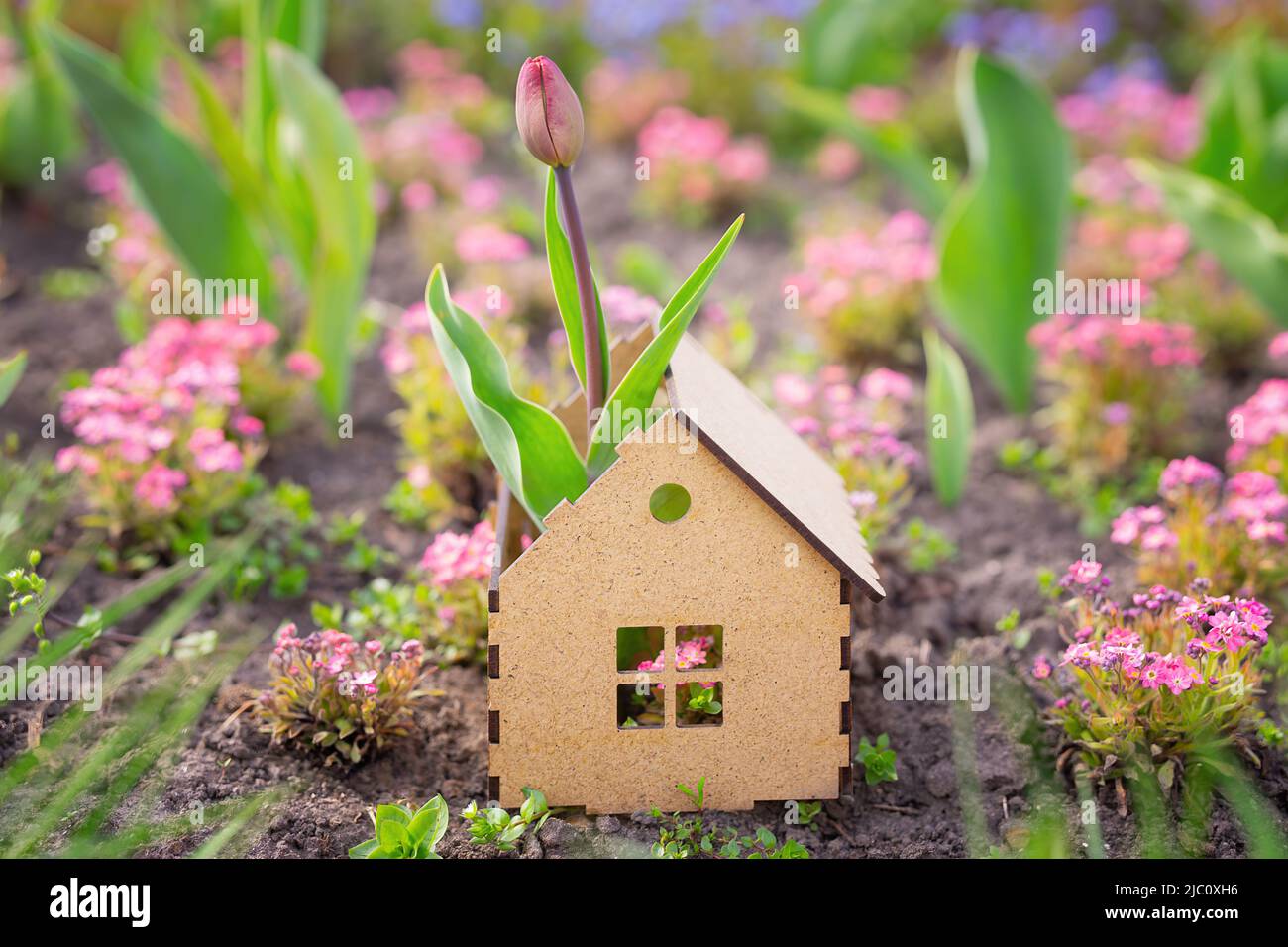 Tulip crescere all'interno di una casa in legno compensato giocattolo in piedi in un letto di fiori all'aperto. Home profumi per rinfrescare l'interno. Foto Stock