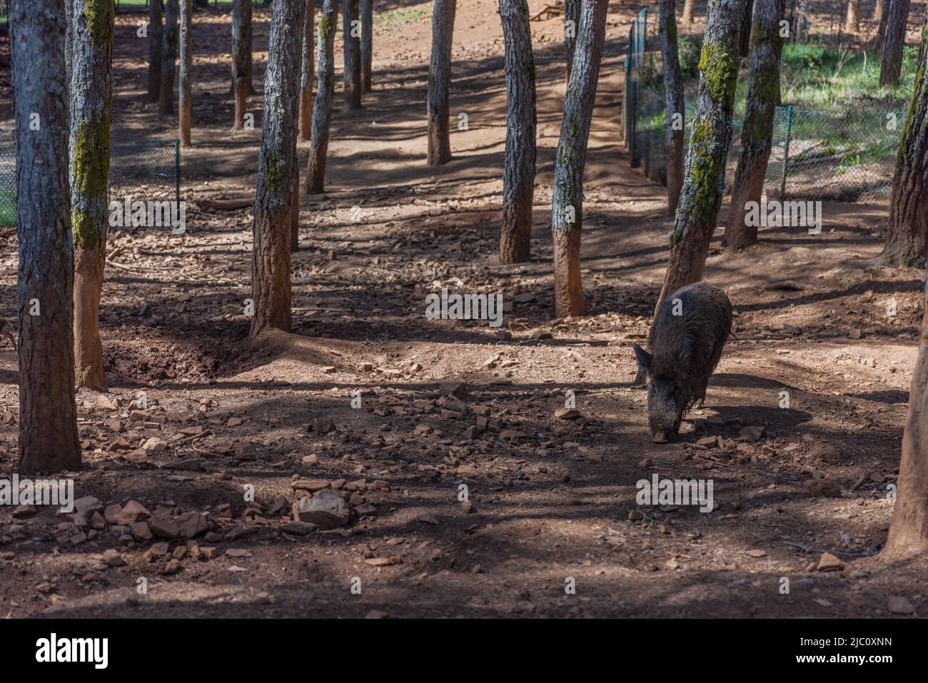 Cinghiali che camminano nella foresta. Foto Stock