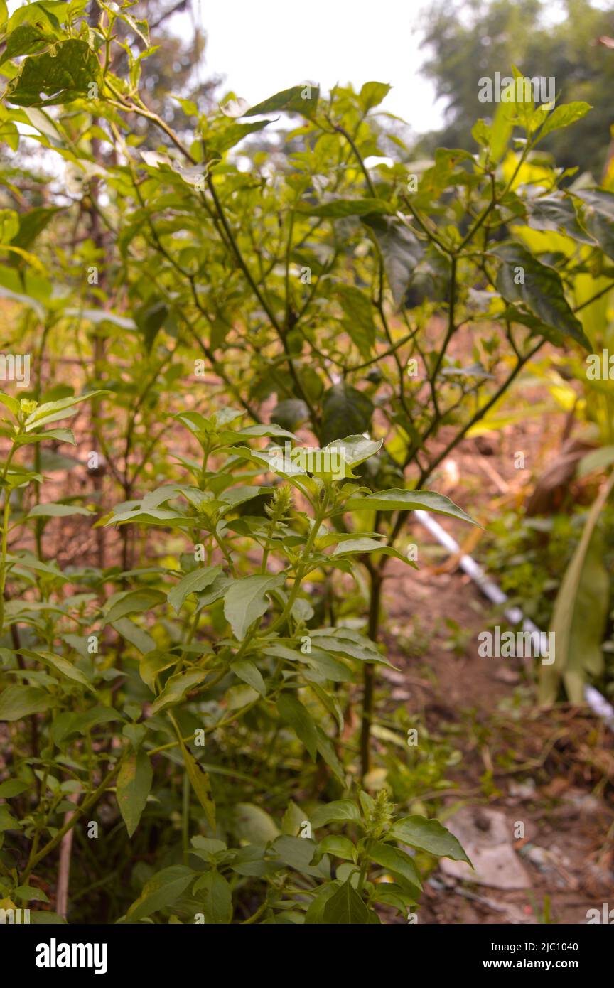 piante di basilico nel giardino. comunemente usato come un vegetale complementare. Foto Stock