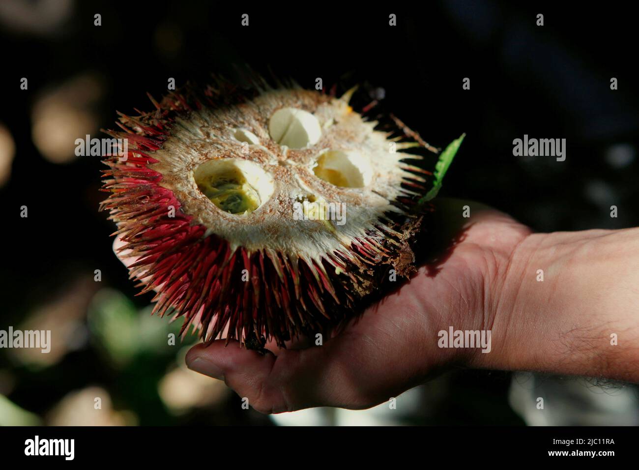Durian rosso (specie non identificata) appena raccolto nella foresta, a Sungai Utik, Kapuas Hulu, Kalimantan occidentale, Indonesia. Foto Stock
